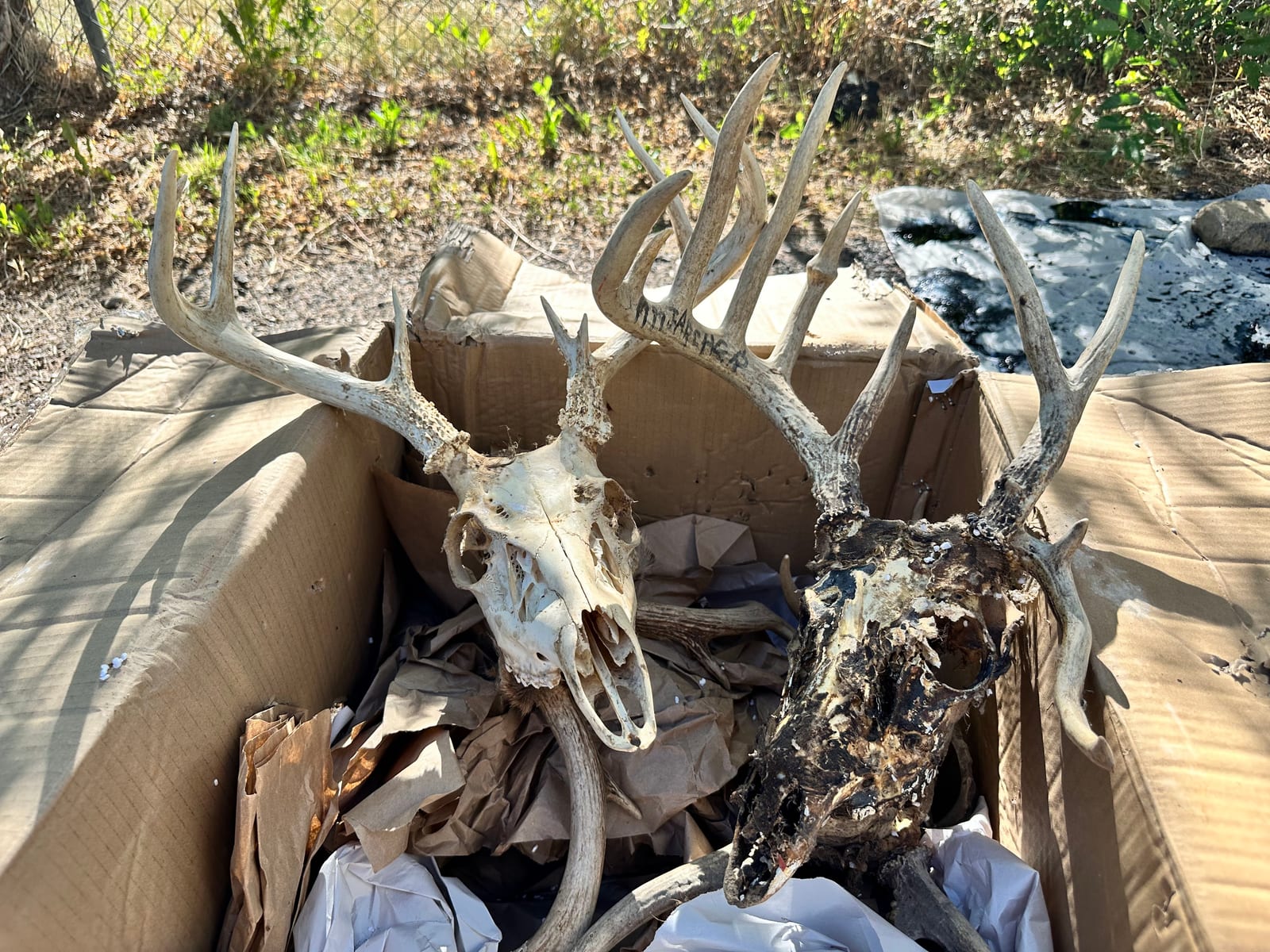 Two deer skulls with full antler racks packed in a cardboard box outdoors